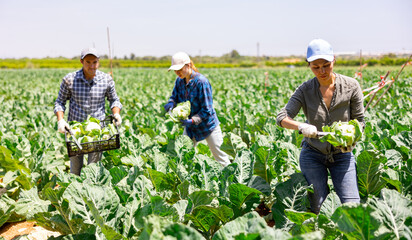 Three gardeners, man and women, harvesting fresh cauliflowers on plantation.
