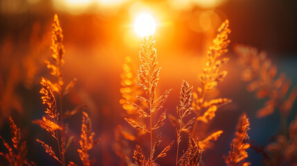 A field of tall grass with the sun shining on it - obrazy, fototapety, plakaty