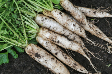 Daikon white radish harvest in garden. Bunch of organic dirty daikon with green tops on soil ground close up