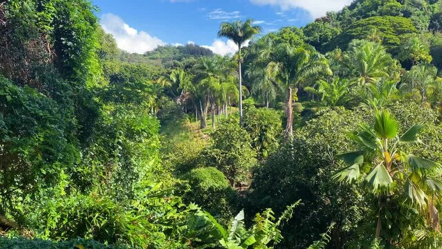 KAUAI - 3.19.2024 - Palm trees rise high in a jungle of Kauai, Hawaii.