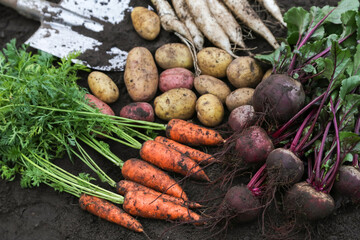 Autumn harvest of fresh raw carrot, beetroot, daikon radish and potato on soil ground in garden. Harvesting organic eco bio fall roots vegetables