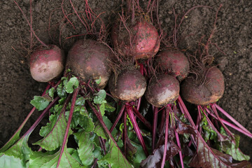 Beetroot in garden. Bunch of freshly harvested raw beetroots on dark black soil ground close up. Organic vegetables autumn harvest