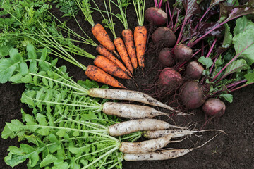 Autumn harvest of fresh raw carrot, beetroot, daikon radish on soil ground in garden. Harvesting organic eco bio fall roots vegetables