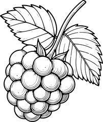 Framboise avec tige et feuilles. Fruit isol&eacute; pour page ou livre de coloriage adapt&eacute; adulte ou enfant, dessin au trait et fond totalement transparent 