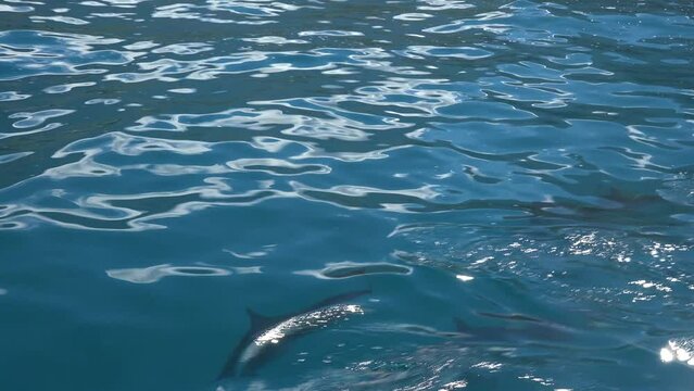 HAWAII - 3.19.2024 - Excellent aerial footage of Spinner dolphins swimming off the coast of Hawaii.