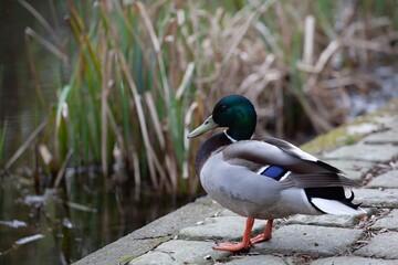 duck on a pond