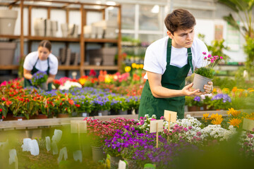 Skilled focused young male florist in apron caring about potted Armeria Caespitosa flowers in...