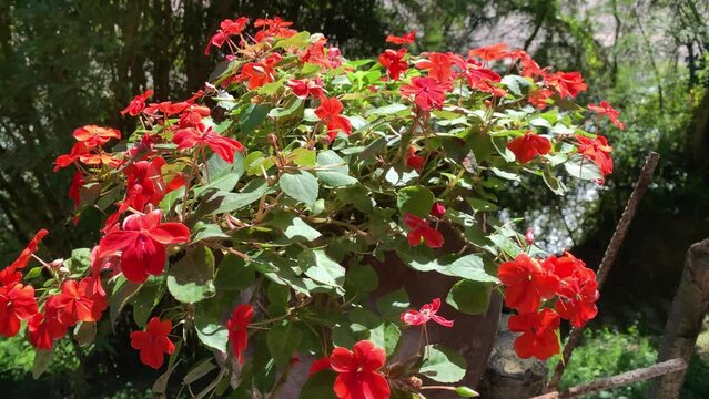 Red fower in the forest.