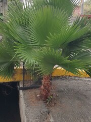 tree palma
