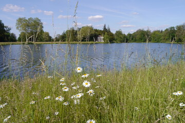 Wiese mit Margariten vor dem Wörlitzer See im Wörlitzer Park