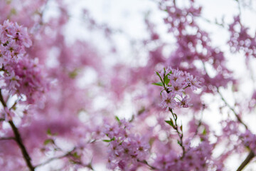 Close-up of delicate pink cherry blossoms against a blurred background
