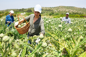 Asian woman farmer picking fresh organic artichokes in basket on farm