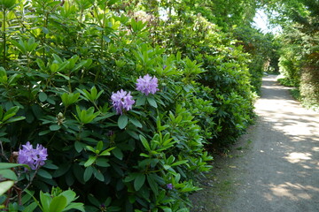 Rhododendron im Wörlitzer Park im Dessau Wörlitzer Gartenreich