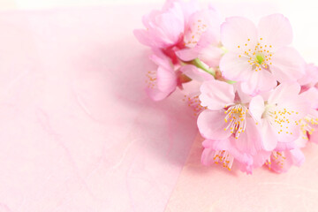Naklejka na ściany i meble 桜の背景