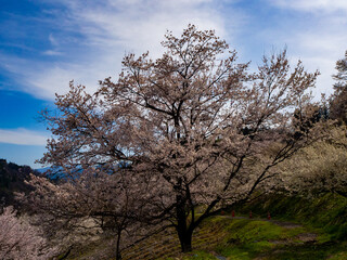 丘陵地に咲く山桜　池田町　陸郷山桜