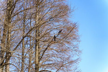 落葉した冬のメタセコイア