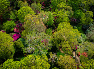 View of the Isabella Plantation, a beautiful woodland garden in Richmond, best known for its evergreen azaleas, ponds and streams, London
