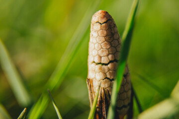 Budząca się do życia roślinność na wiosnę. Wschodzące kwiaty w trawie. © Konrad