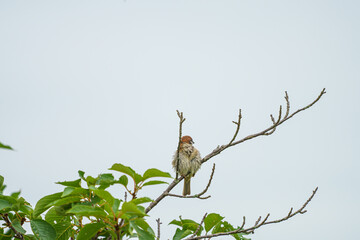 枝に止まるふっくらしたスズメの後ろ姿