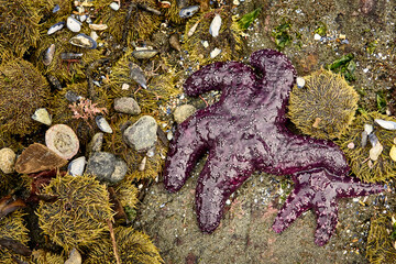 A large and small purple starfish in a bed of crowded sea urchins and broken seashells a a sandy...