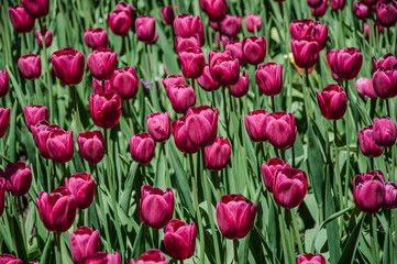 Obraz premium A vibrant close-up of red tulips, filling the frame with a rich texture of lush petals, symbolizing passion and perfect for spring.