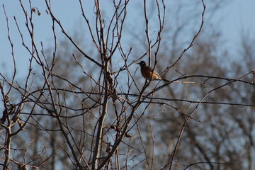 red winged blackbird on branch