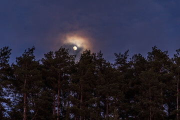 moon over pine forest at night sky