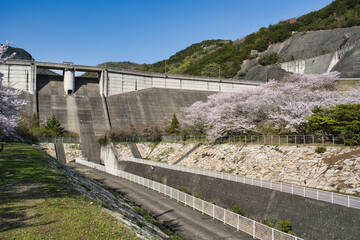 Kagawa,Japan - April 9, 2024: Awaji dam in cherry blossom season in Shodoshima, Shikoku, Japan