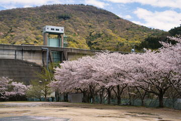 Kagawa,Japan - April 9, 2024: Tonogawa dam in cherry blossom season in Shodoshima, Shikoku, Japan