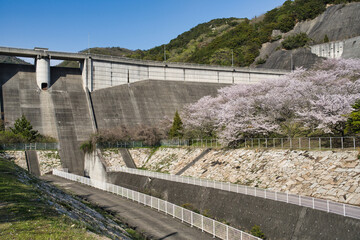 Kagawa,Japan - April 9, 2024: Tonogawa dam in cherry blossom season in Shodoshima, Shikoku, Japan