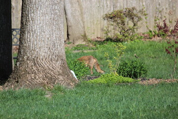 Fox in the Yard