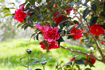 Beautiful camellia flower on tree. The Expo 70 Commemorative Park, Osaka, Japan