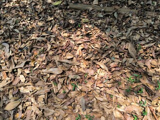 Dry leaves fall to the ground in the forest