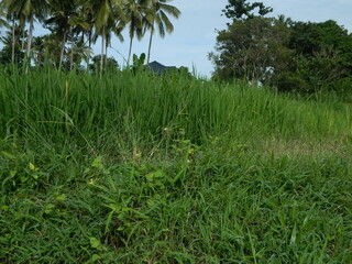 close-up photo of green plants growing wild in tropical mountain areas