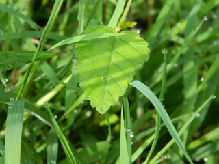 close-up photo of green plants growing wild in tropical mountain areas