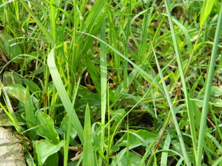 close-up photo of green plants growing wild in tropical mountain areas