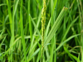 close-up photo of green plants growing wild in tropical mountain areas