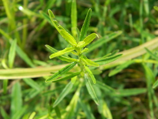 close-up photo of green plants growing wild in tropical mountain areas