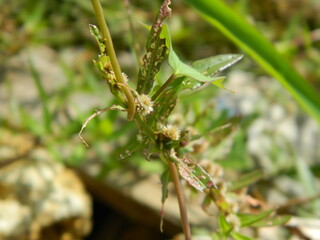 close-up photo of green plants growing wild in tropical mountain areas