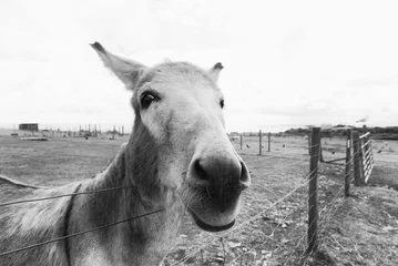 Zelfklevend Fotobehang Close-up of a donkey © Lucia Tieko