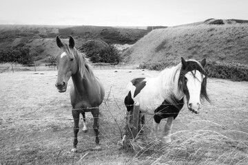 Picture of two horses in black and white