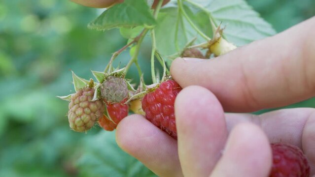 Harvesting red ripe raspberries, hand reaching into the green foliage. Organic fresh berries in orchard. Branch with green leaves. Healthy food or ripe fruit concept