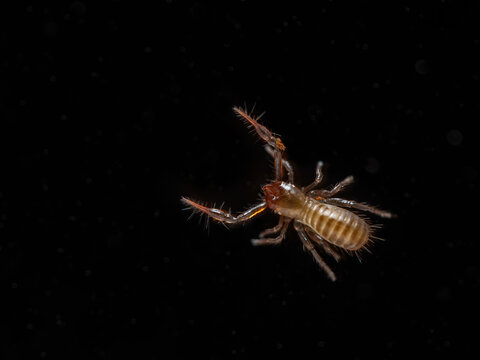 P4130033 pseudoscorpion, Apochthonius minimus, isolated on black, cECP 2024