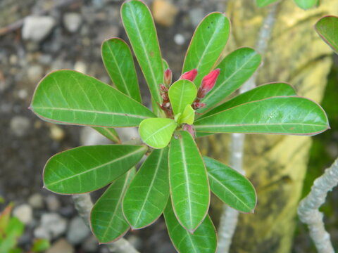 close-up photo of green plants growing wild in tropical mountain areas