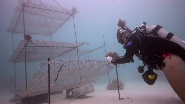 Scuba diver planting coral on coral nursery for marine conservation project