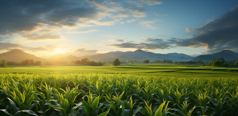 Sunrise over a Big Corn Field on a Sunlit Land