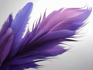 Obraz premium purple feather on black background