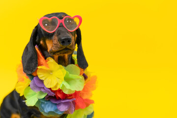 A fashionable dachshund dog sporting heart-shaped sunglasses and a colorful lei, bringing a playful vibe against a bright yellow backdrop, lei, evoking a fun summer vibe.