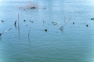 池の枯れ木と水鳥