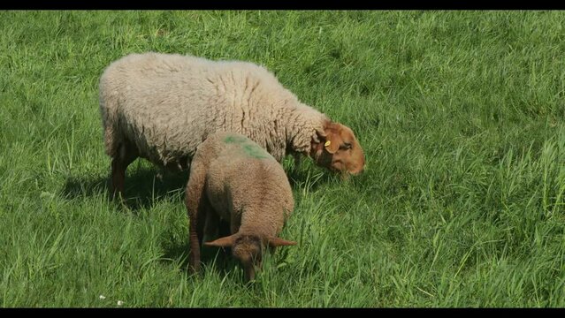 Ewe and lamb grazing on the Elbe dyke near Bleckede, Lower Saxony, Germany, Europe